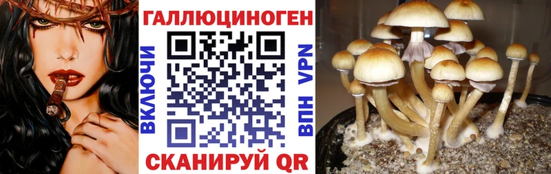 цена   Каменск-Шахтинский  Псилоцибиновые грибы Psilocybe 
