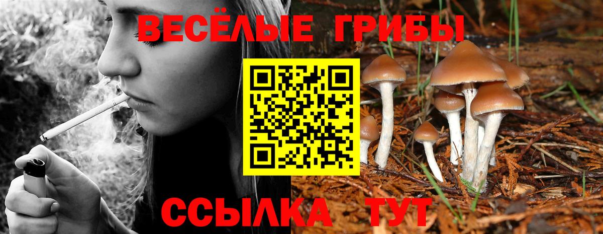 Галлюциногенные грибы GOLDEN TEACHER Каменск-Шахтинский